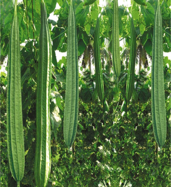 Ridge Gourd (Jhinga) - Image 3