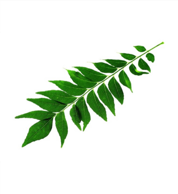 Curry Leaves (Curry Patta) - Image 2