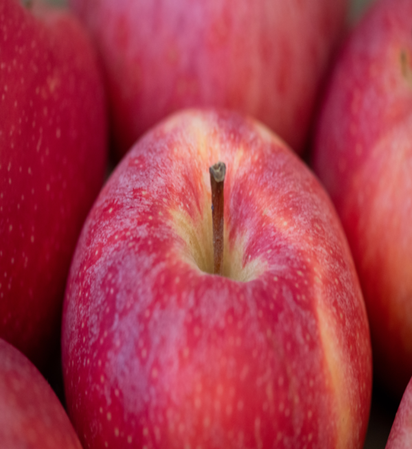 Apple (Seb) - Image 3