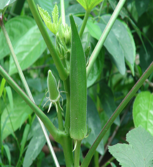 Ladies Finger (Bhindi) - Image 4
