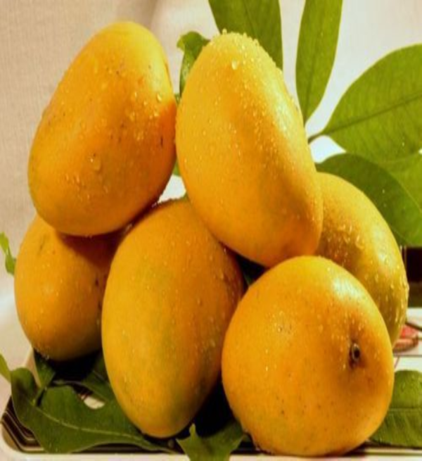 Mango (Aam) - Image 2